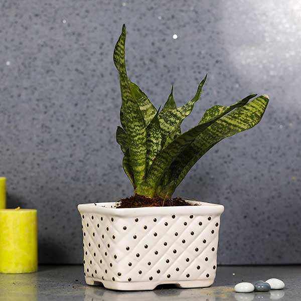 Basket Rectangle Pot / Bonsai Tray- Set of 2(Without Plant) - Image 3