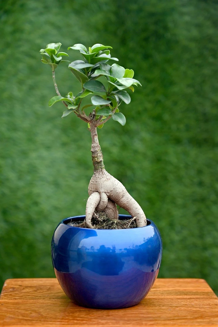 Solid Colour Metal Planter (without Plant) - Image 3