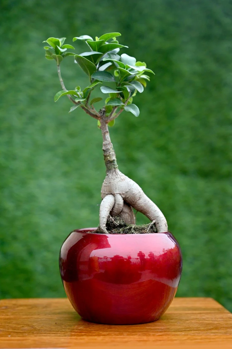 Solid Colour Metal Planter (without Plant) - Image 4